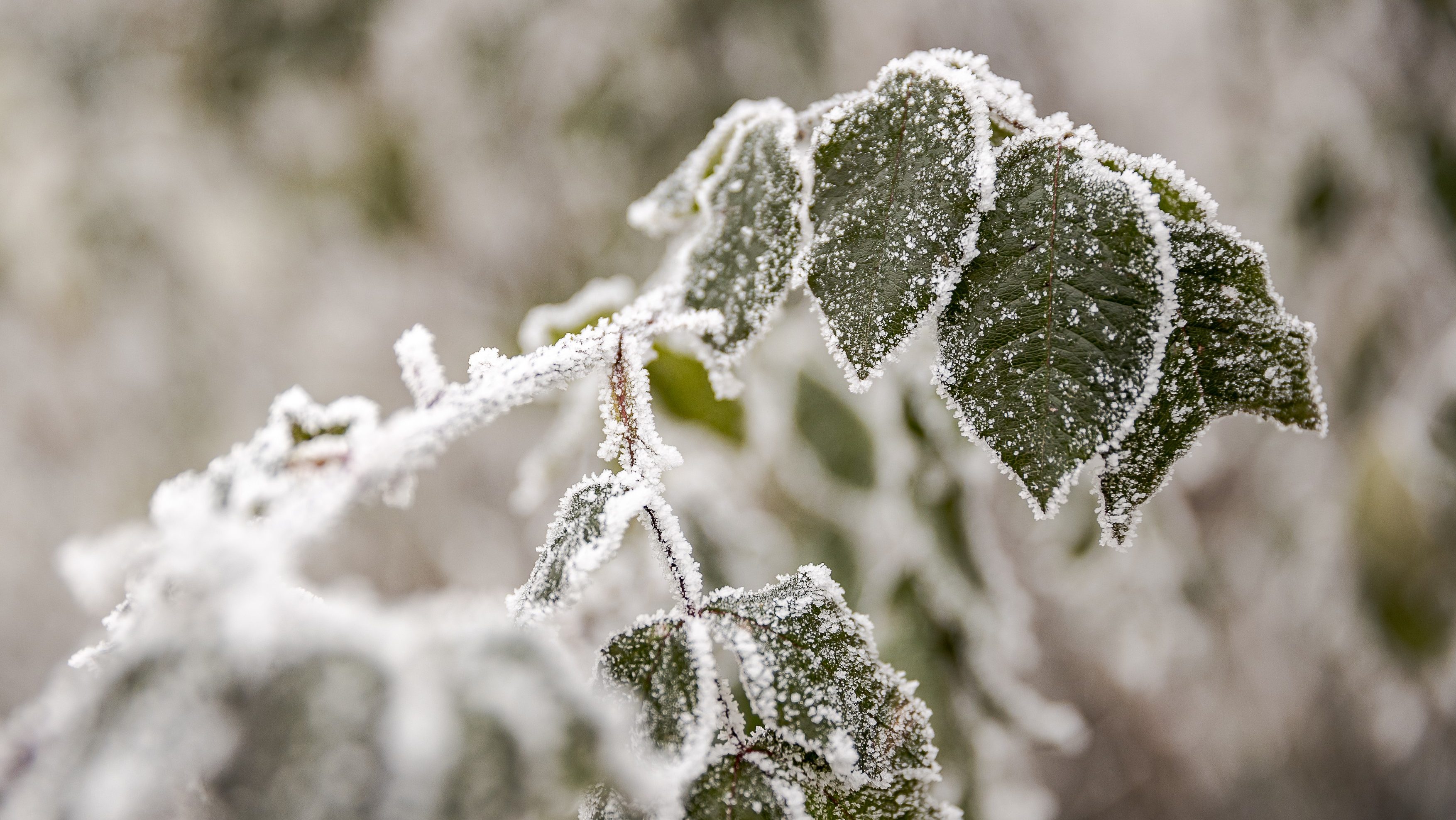 Zuzmara, fagy, reggeli mínuszok szombaton.