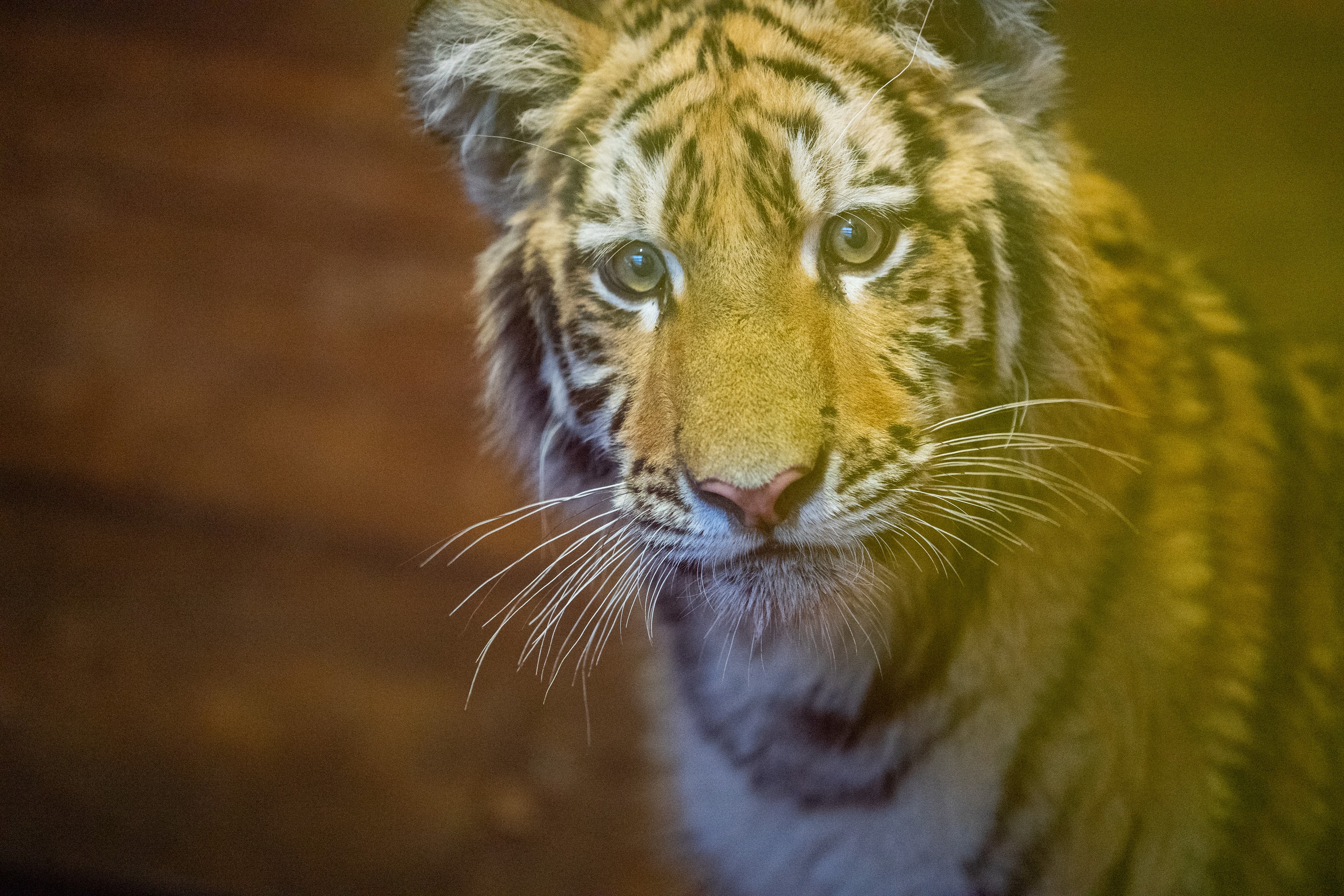 Pablo, a Tiszafüreden talált kistigris.