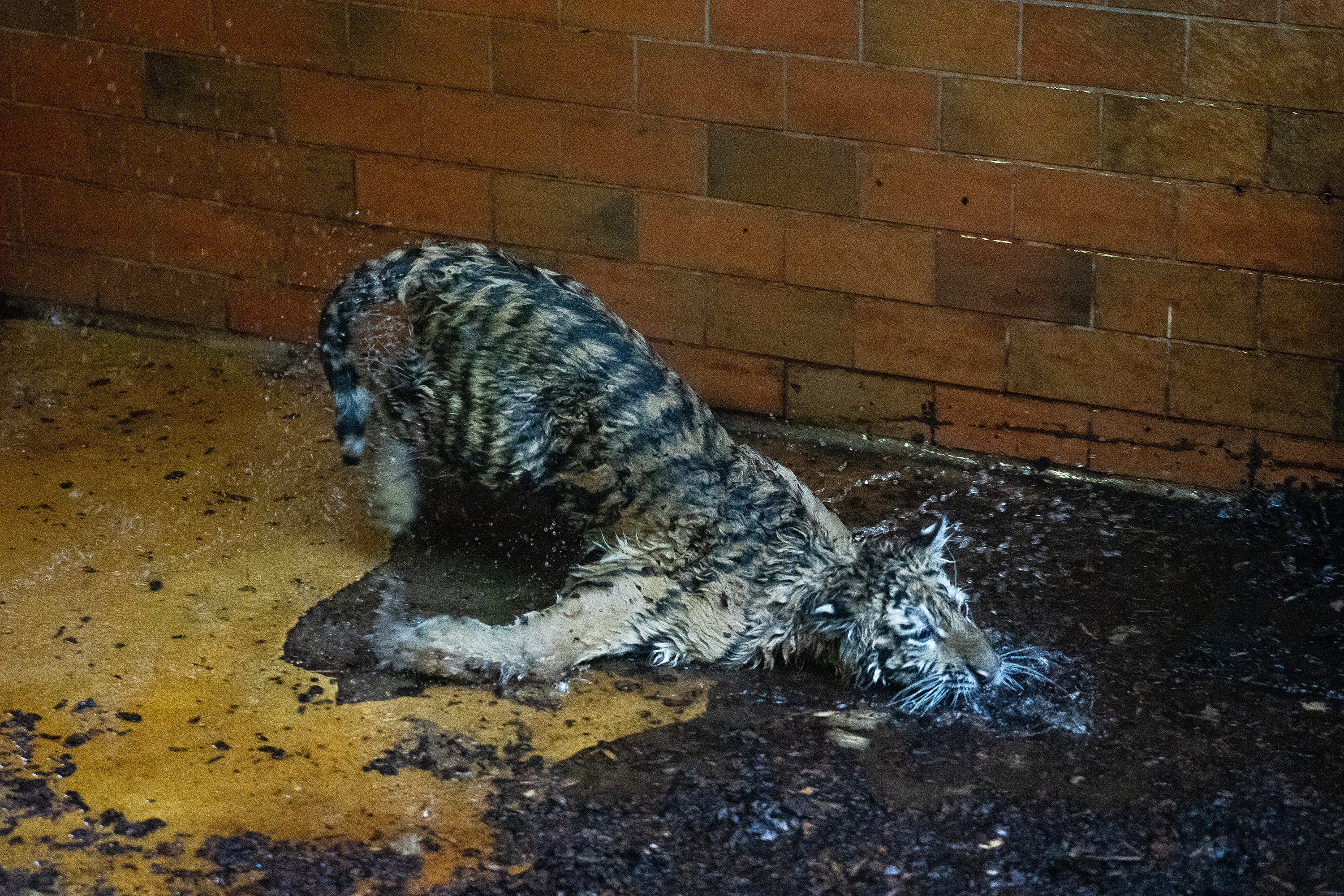 Pablo, a Tiszafüreden talált kistigris.