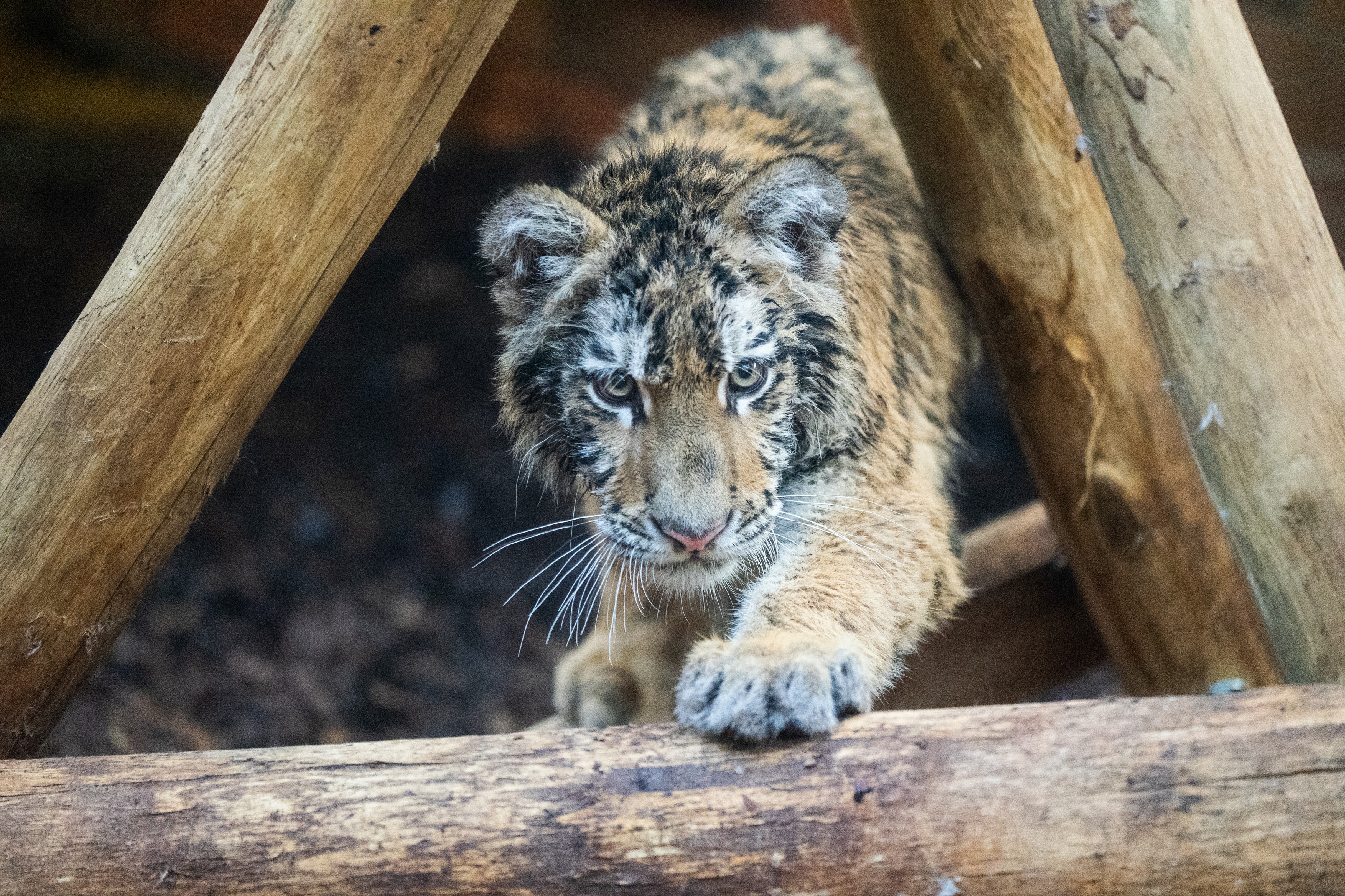 Pablo, a Tiszafüreden talált kistigris.