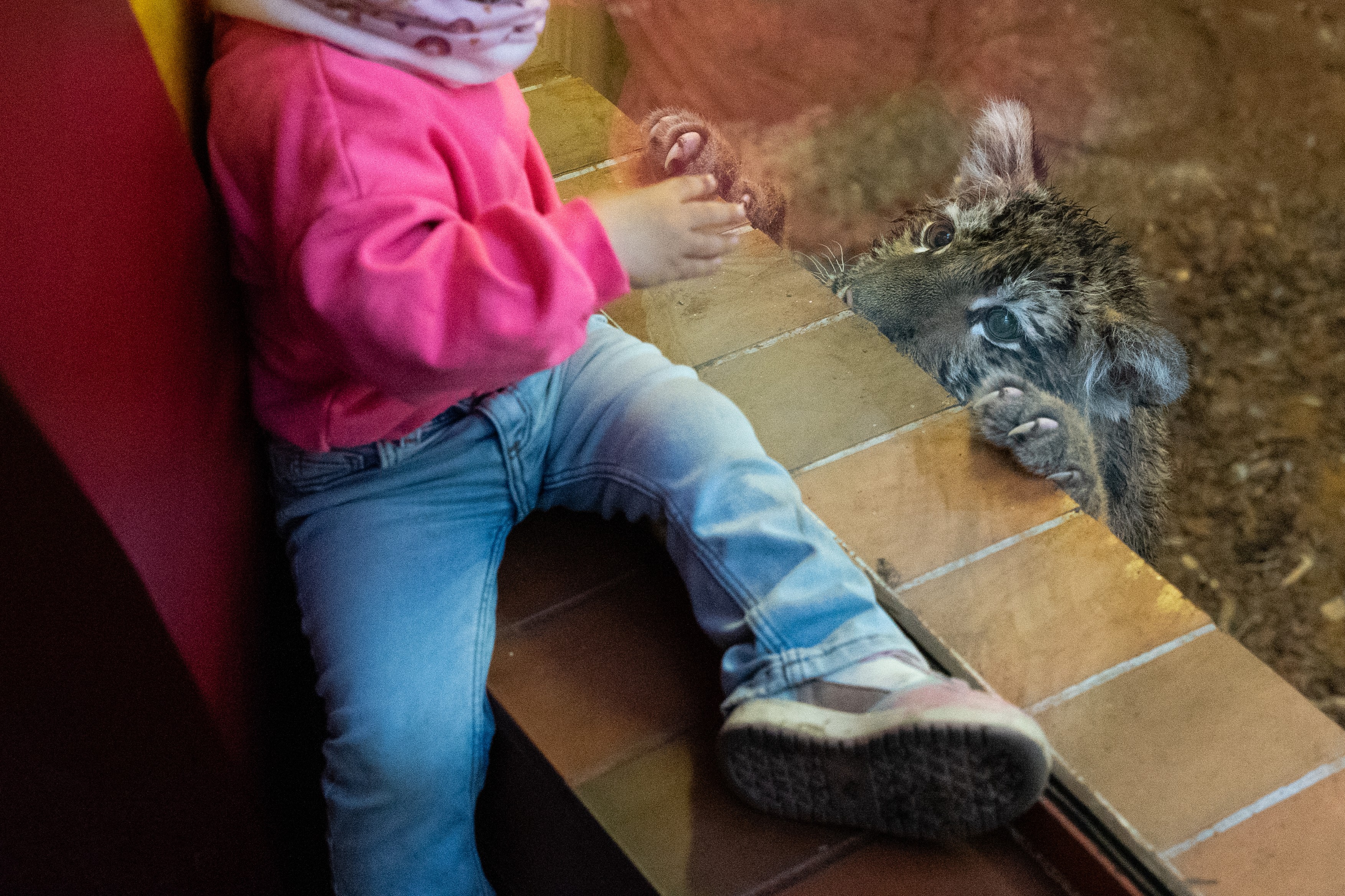 Pablo, a Tiszafüreden talált kistigris.