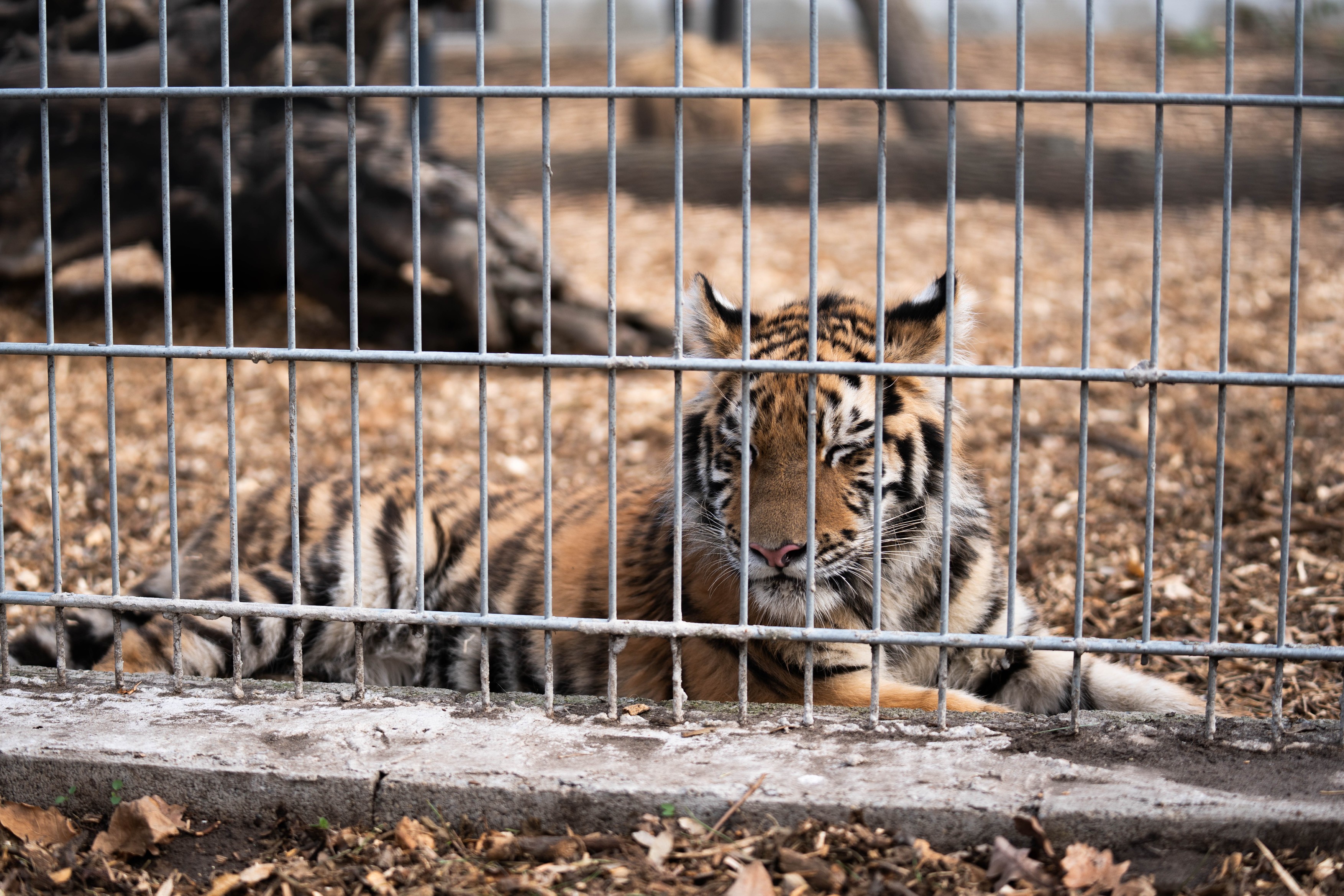 Pablo, a Tiszafüreden talált kistigris.