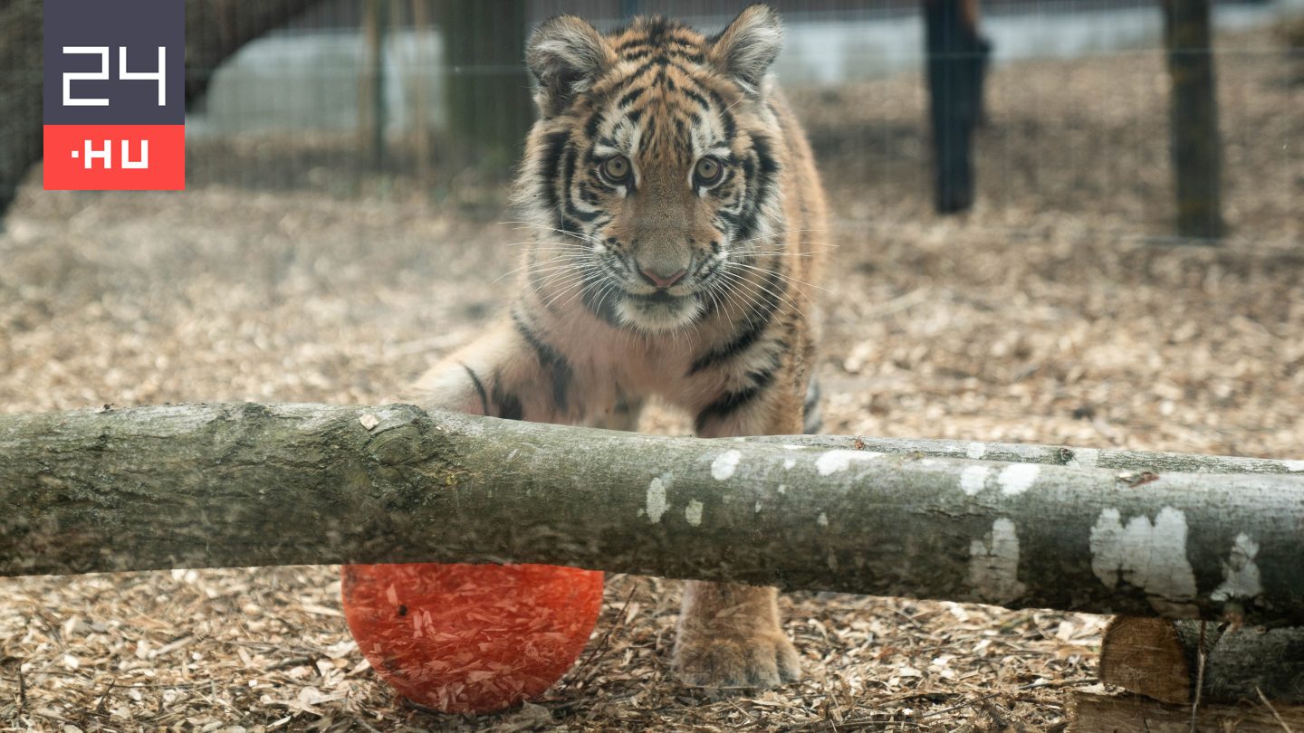 Látott már boldog kistigrist? Végre otthonra lelt Pablo, akire szörnyű körülmények közt találtak rá Tiszafüreden – galéria