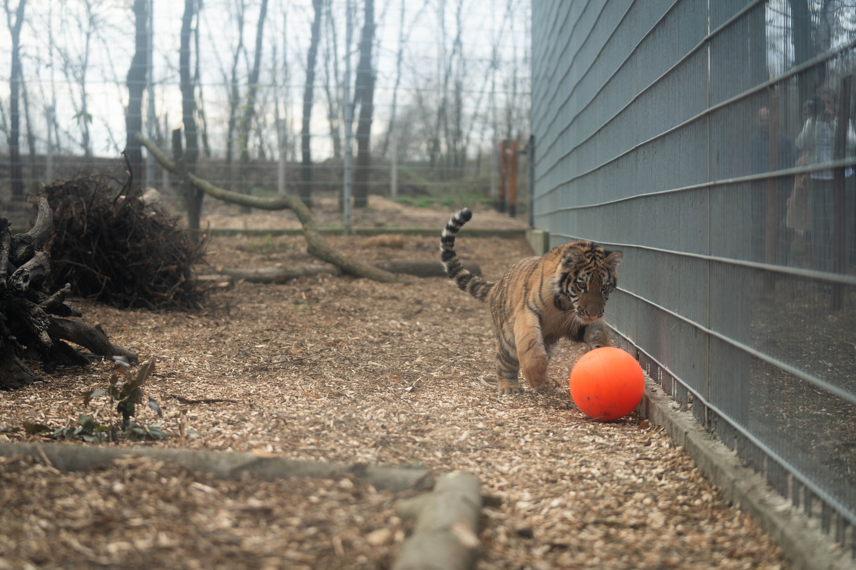 Pablo, a Tiszafüreden talált kistigris.