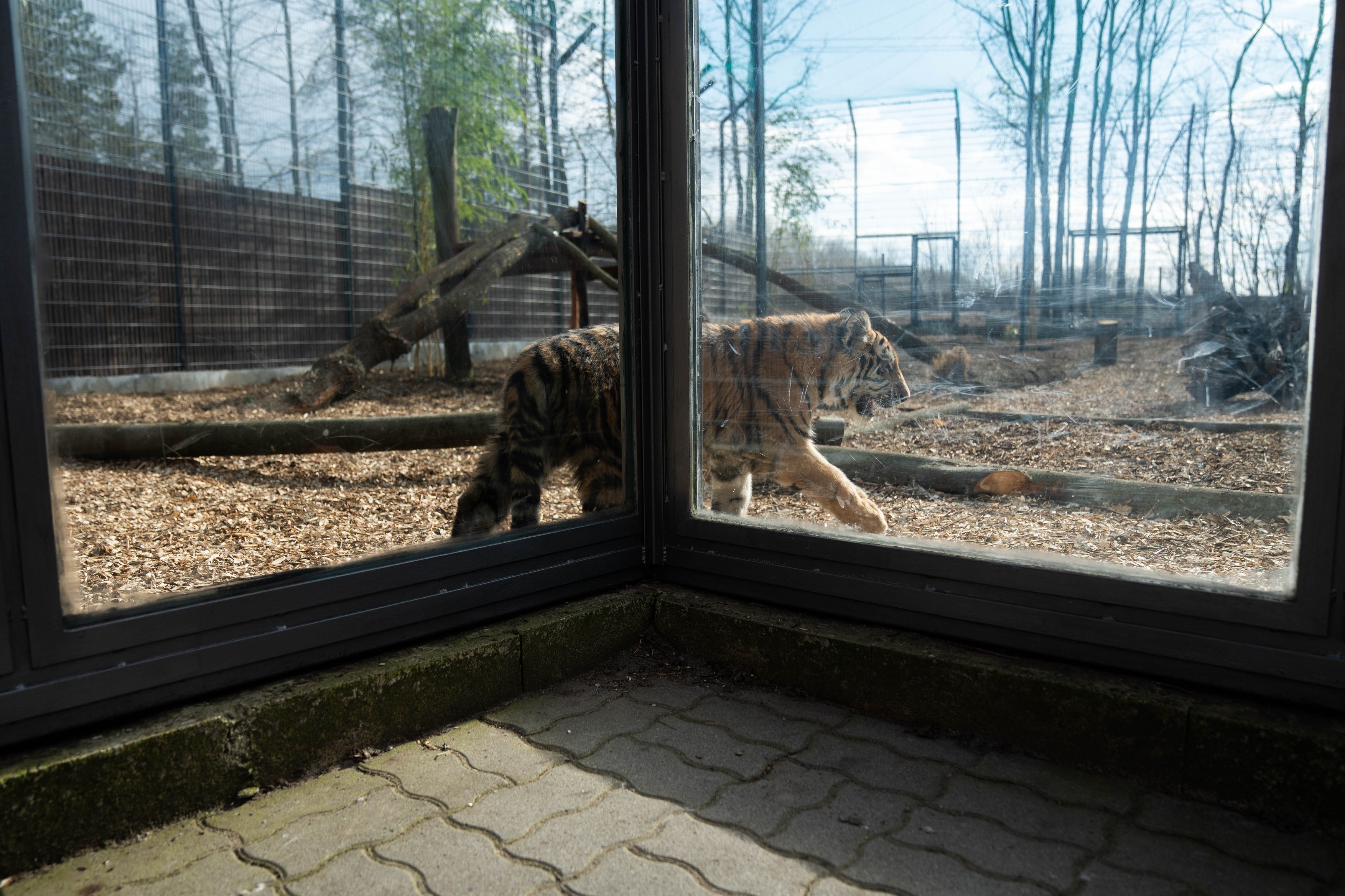 Pablo, a Tiszafüreden talált kistigris.