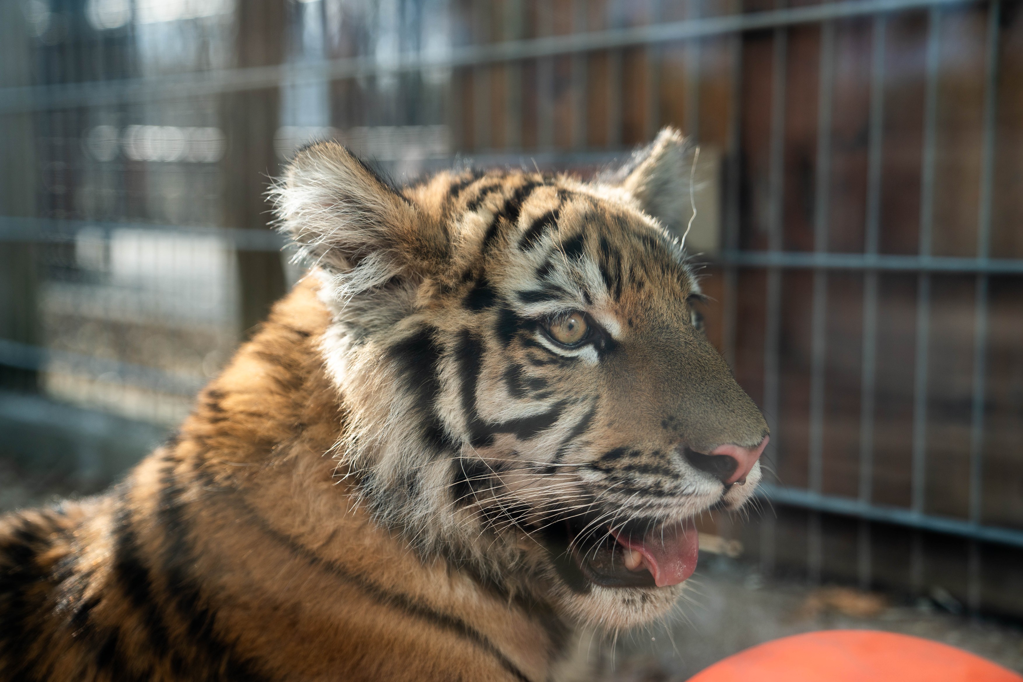 Pablo, a Tiszafüreden talált kistigris.