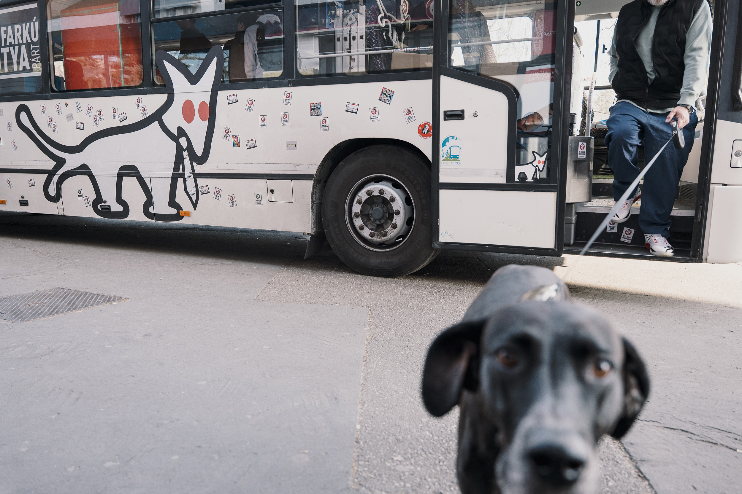Egy svéd házaspárnál landolnak a Kutya Párt levelei, törvényességi eljárás zajlik a párt ellen 2 A Magyar Kétfarkú Kutyapárt kampánybusza Dunaújvárosban 2026. március 18-án.