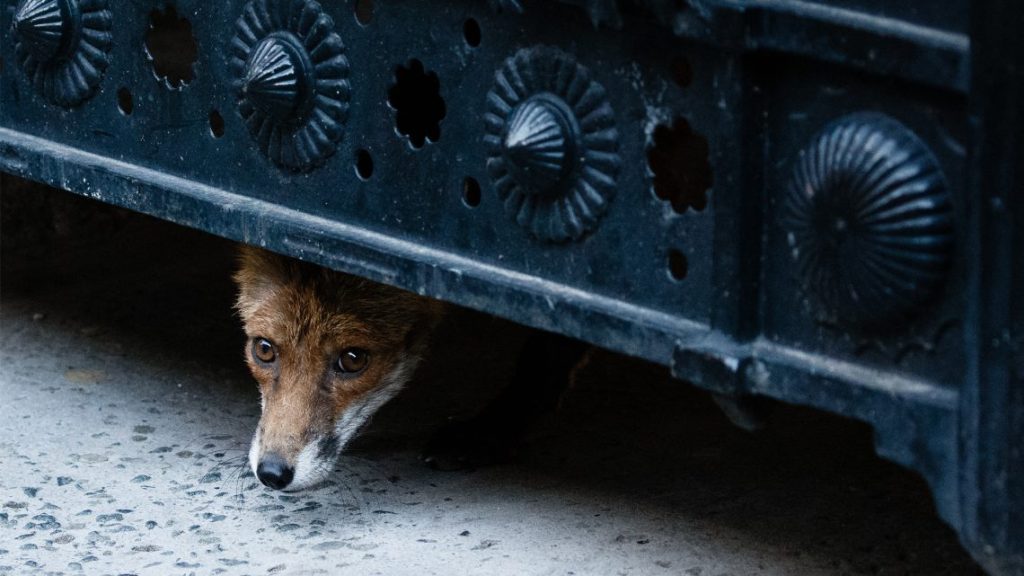 Potyautasként utazta át egy róka az Atlanti-óceánt
