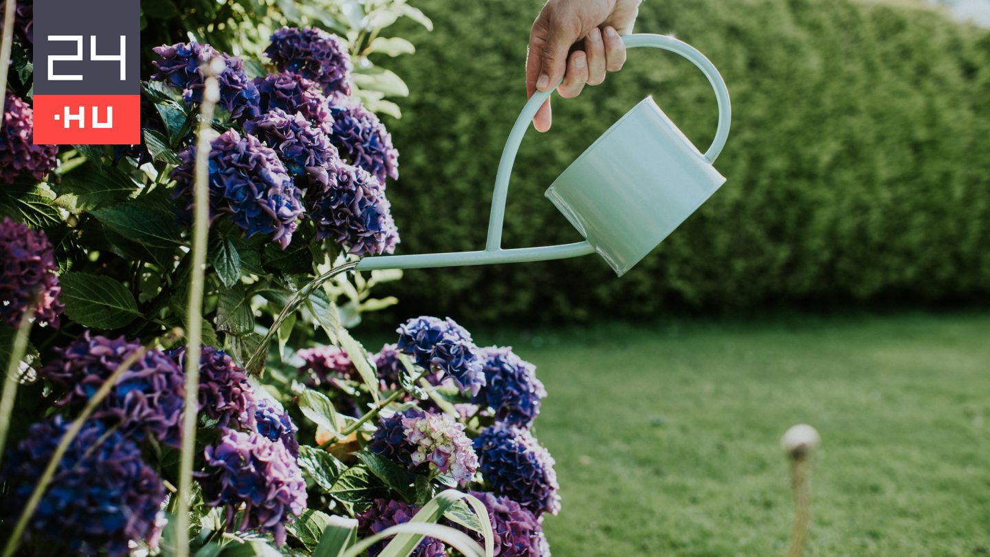 Ez az oka annak, hogy sok kertben a hortenzia egészségesnek tűnik, mégsem virágzik