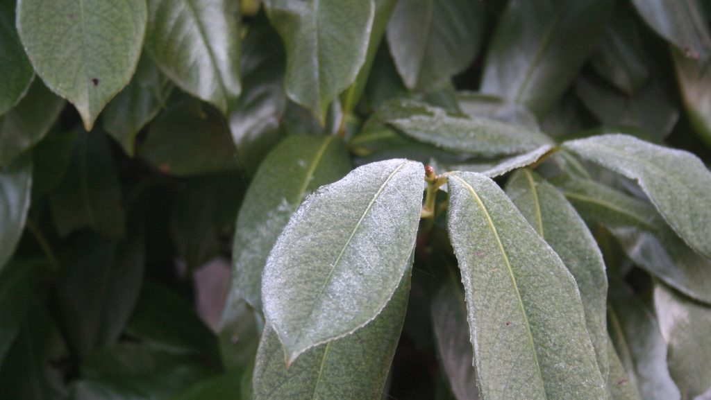 Babérmeggy: a legtöbb kertben sérültek a növények, ezt kell most tenni