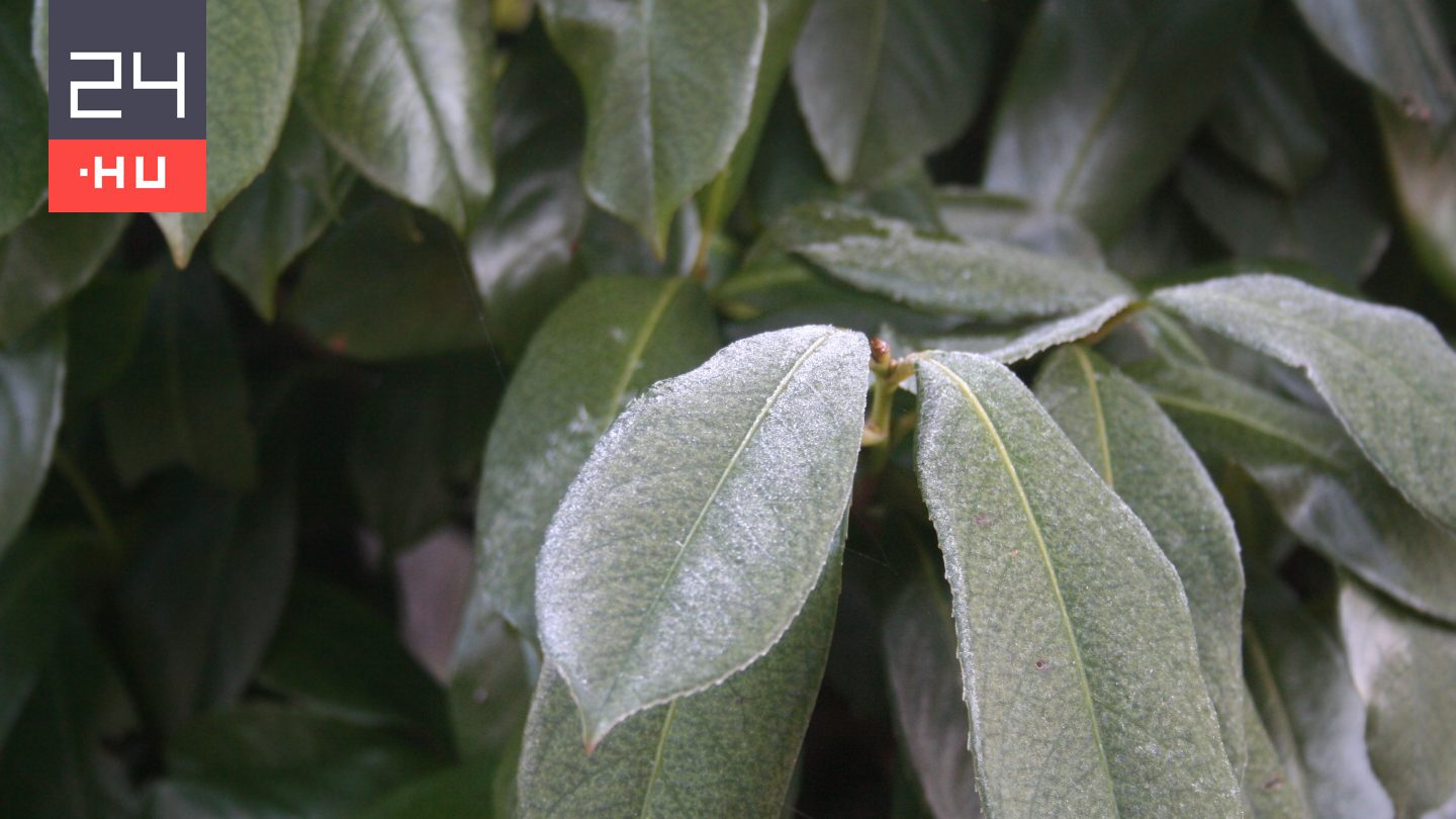 Babérmeggy: a legtöbb kertben sérültek a növények, ezt kell most tenni
