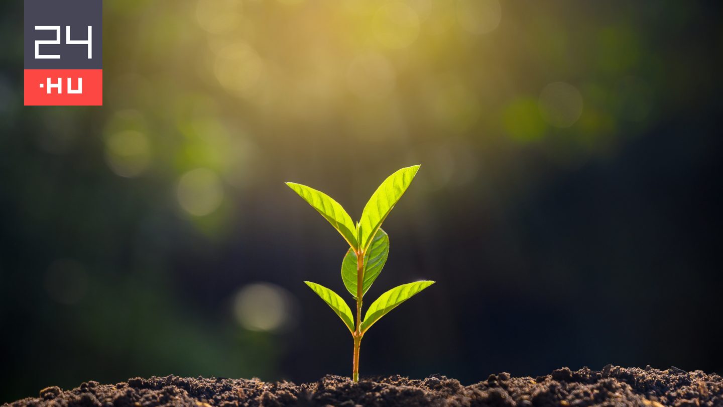 Ha ezt a szokatlan módszert alkalmazzuk, erősebb szárat növesztenek a palánták