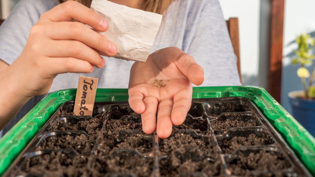 Nagyot nézhetnek a hobbikertészek, ha vetőmagot vennének