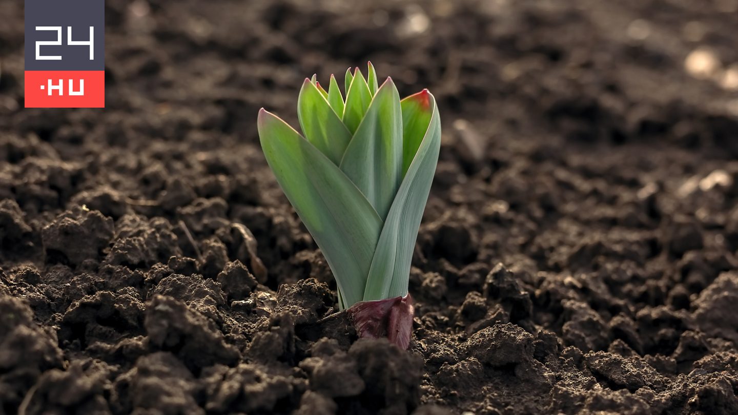 Csak levelet hoz a tulipán, virágot nem? Klasszikus hiba okozhatja a problémát