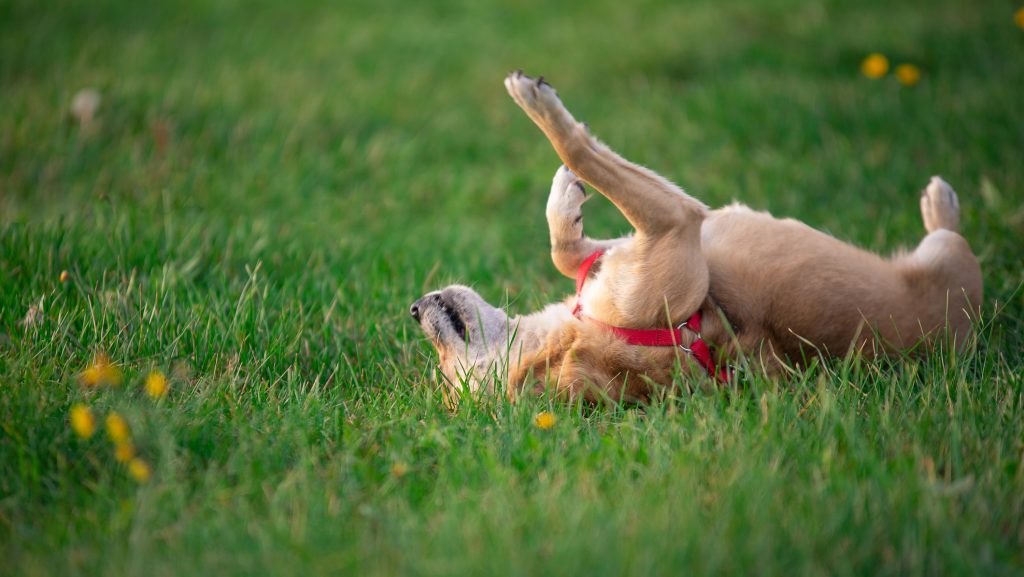 Ezért hemperegnek leggyakrabban a kutyák a fűben