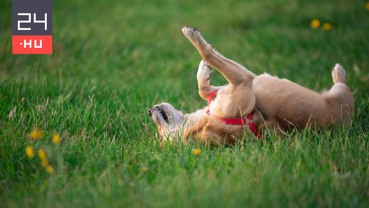Ezért hemperegnek leggyakrabban a kutyák a fűben