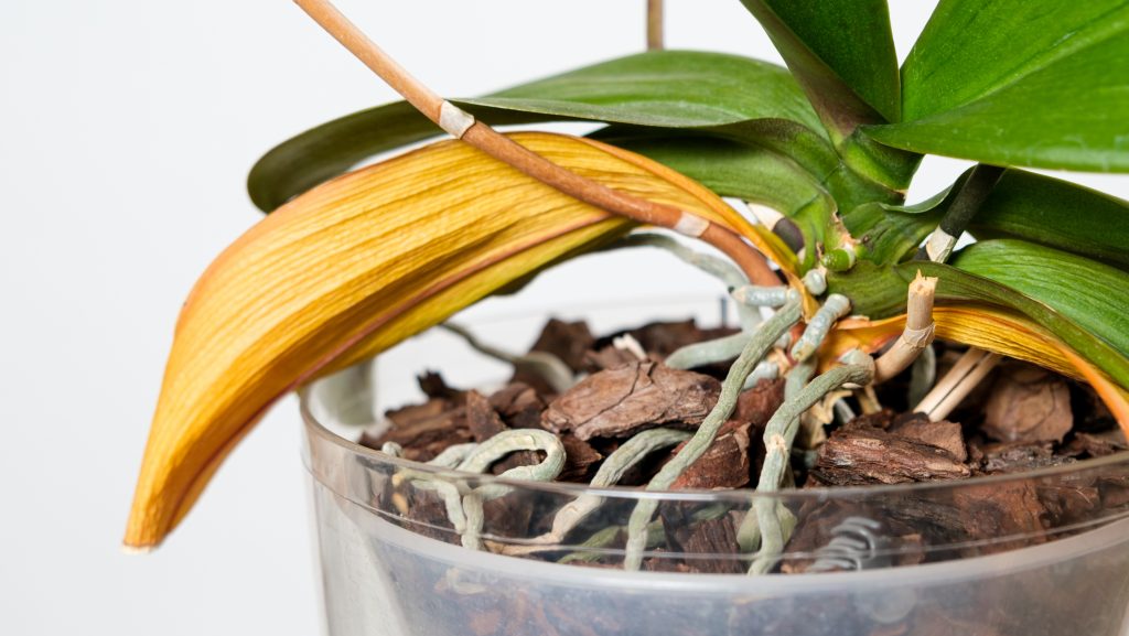 Sárgul az orchidea levele? Mutatjuk, mikor nincs ok a pánikra