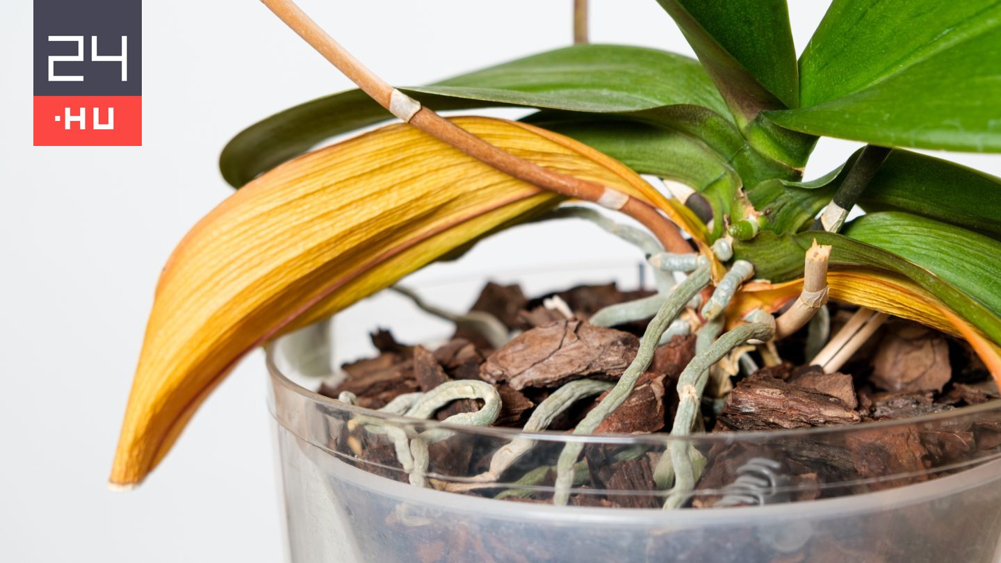 Sárgul az orchidea levele? Mutatjuk, mikor nincs ok a pánikra