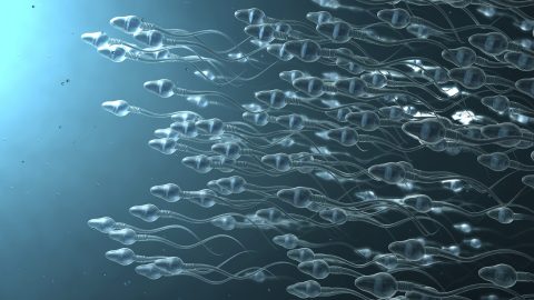 férfiak, spermium, termékenység, kutatás, ejakuláció