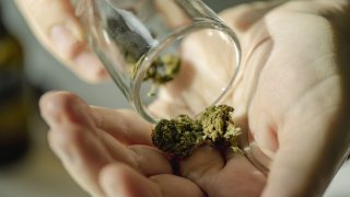 kannabisz, marihuána, kutatás, zsírmájbetegség, kezelés, visszafordítás