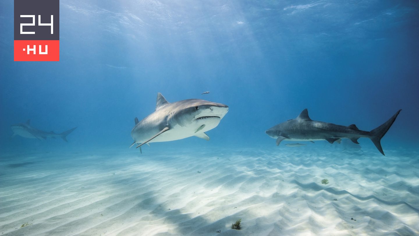 Kokainos cápákra bukkantak a Bahamáknál