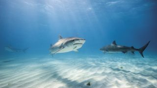 bahamák, cápa, kokain, koffein, kutatás