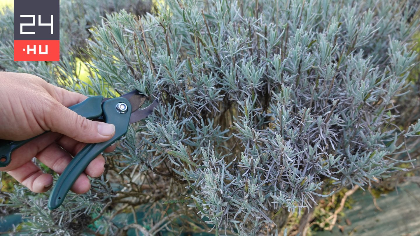 Levendula metszése: az időzítés a siker kulcsa