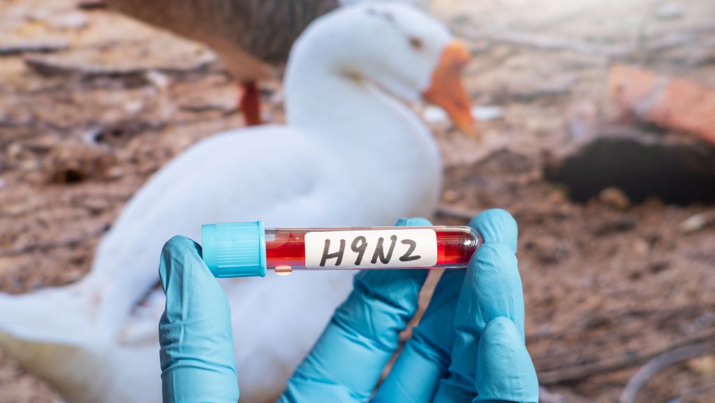 Megtalálták az első H9N2 madárinfluenzával fertőzött emberi beteget Európában