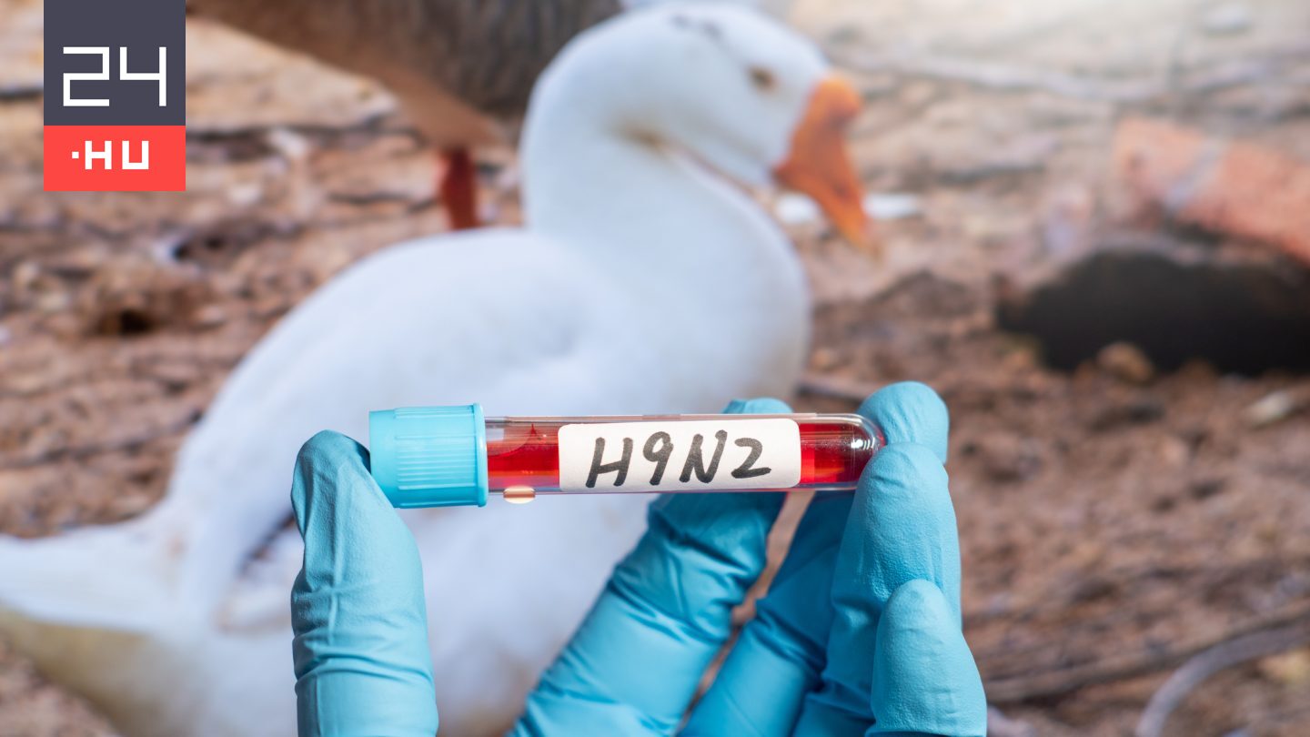 Megtalálták az első H9N2 madárinfluenzával fertőzött emberi beteget Európában