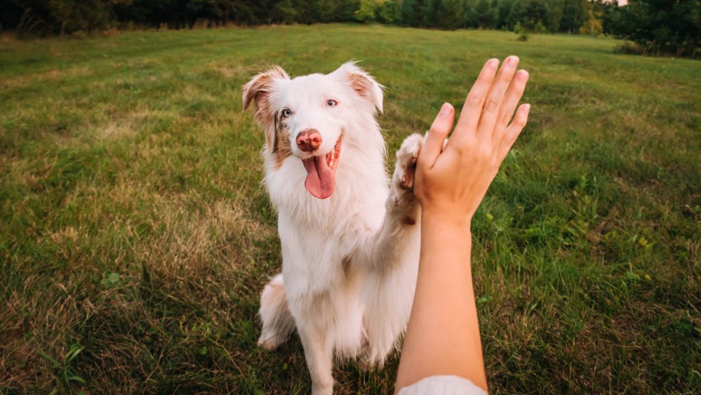 Sokkal régebbre nyúlhat vissza a kutya-ember barátság, mint azt eddig gondoltuk