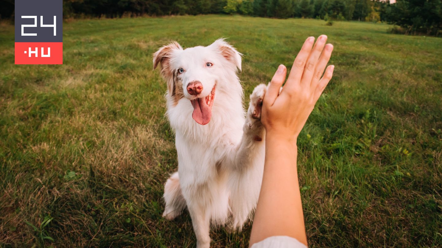 Sokkal régebbre nyúlhat vissza a kutya-ember barátság, mint azt eddig gondoltuk