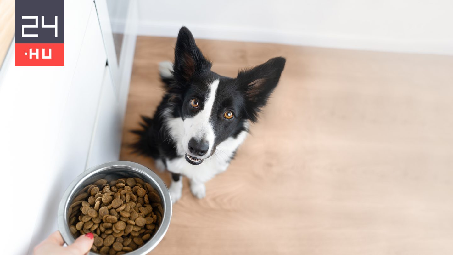 Számos előnye van, ha a kutya csak engedélyre kezdhet enni