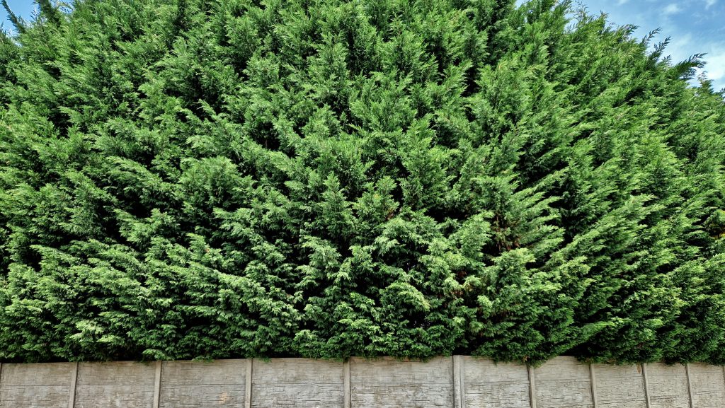 Gyorsan növő növények, amik pár éven belül eltakarják a belátást a szomszéd előtt