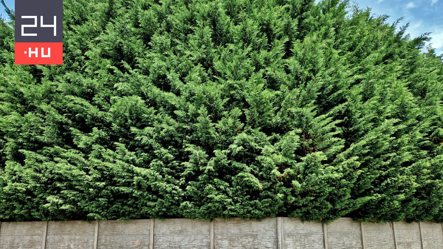 Gyorsan növő növények, amik pár éven belül eltakarják a belátást a szomszéd előtt