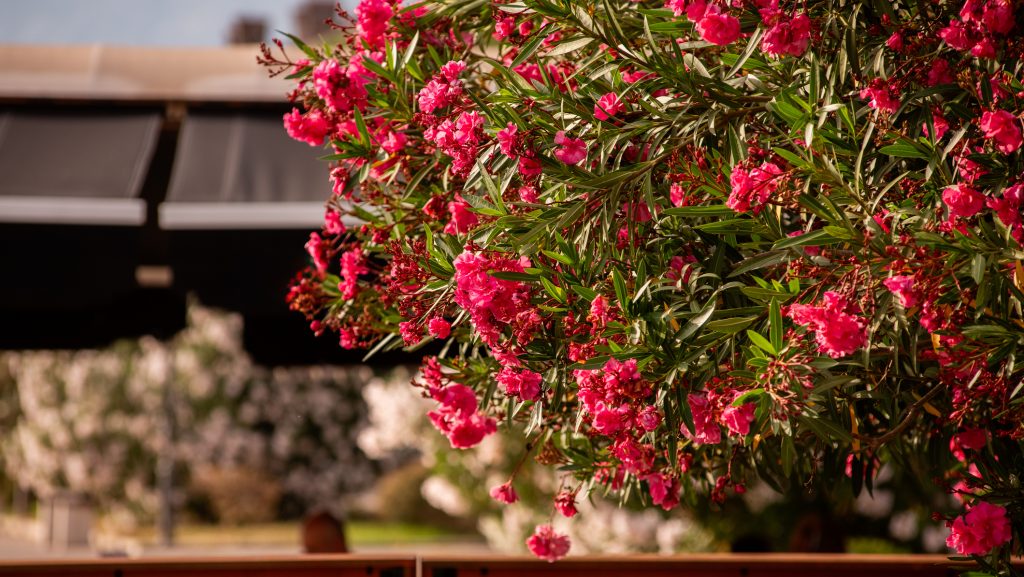 Megfagyott a leander? Van egy fontos teendő, amiért nagyon hálás lesz a növény a kertész szerint