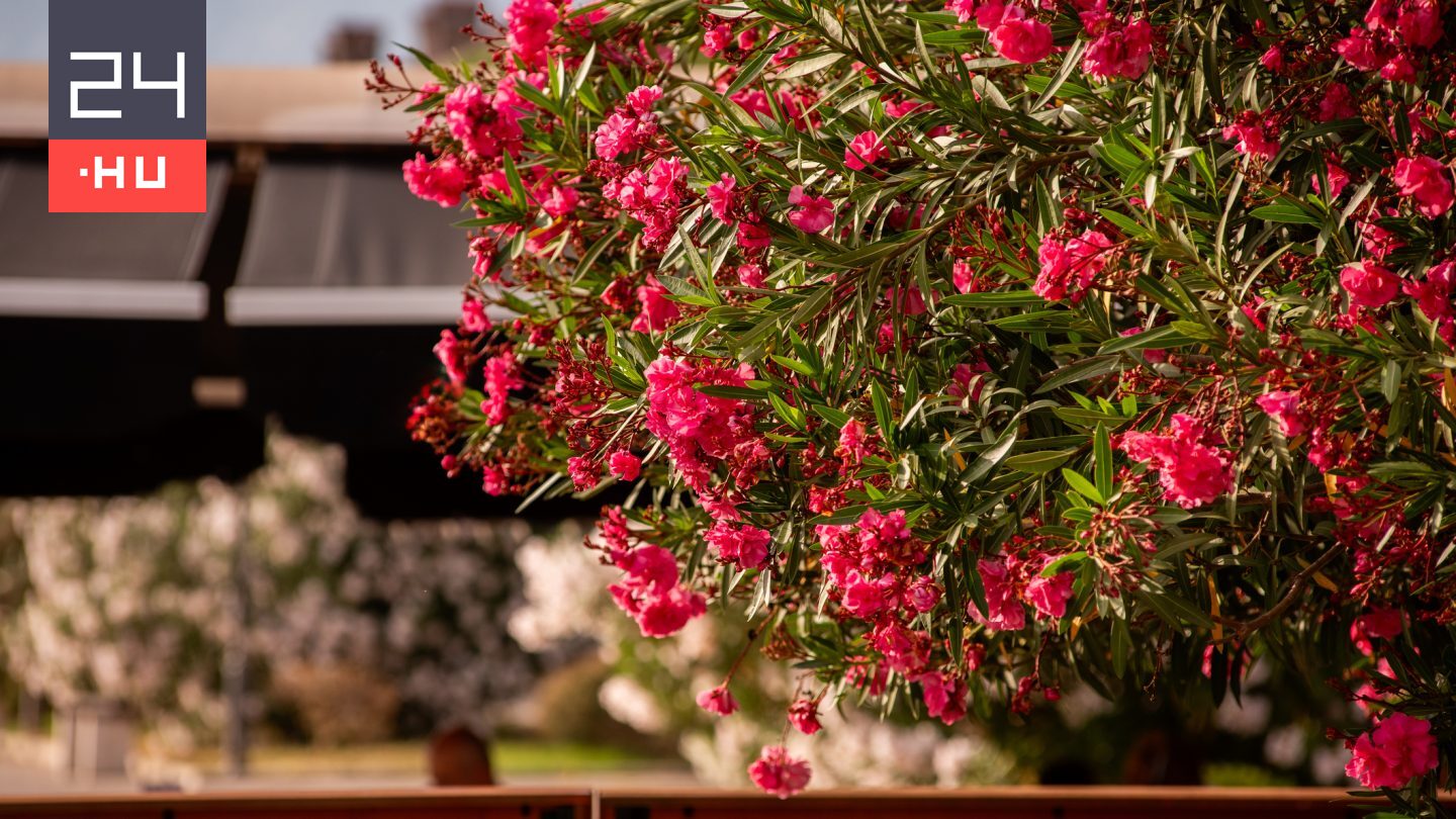 Megfagyott a leander? Van egy fontos teendő, amiért nagyon hálás lesz a növény a kertész szerint