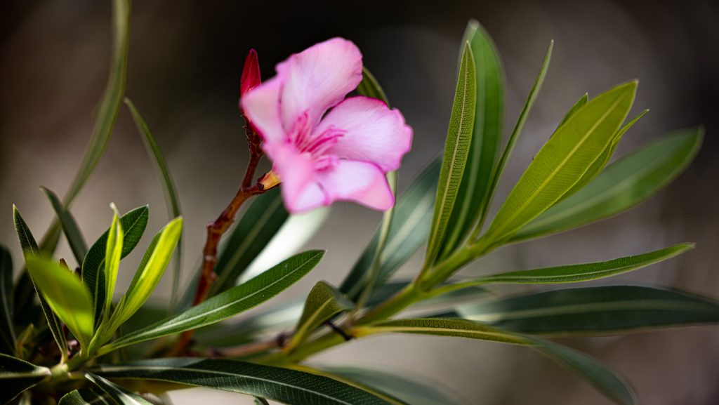 Fertőzött a leander? Ezért rossz ötlet a lemosó permetezés