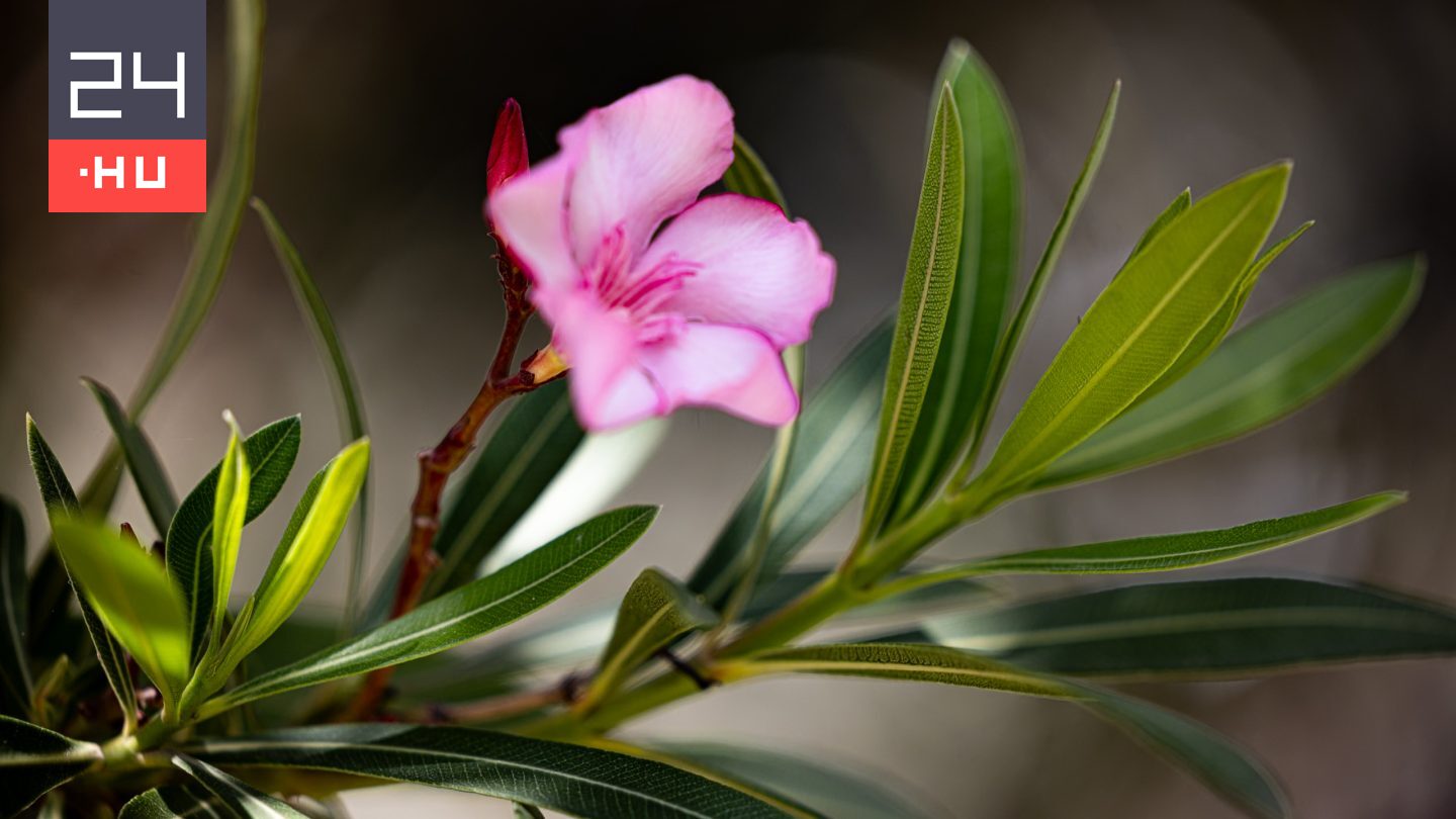 Fertőzött a leander? Ezért rossz ötlet a lemosó permetezés