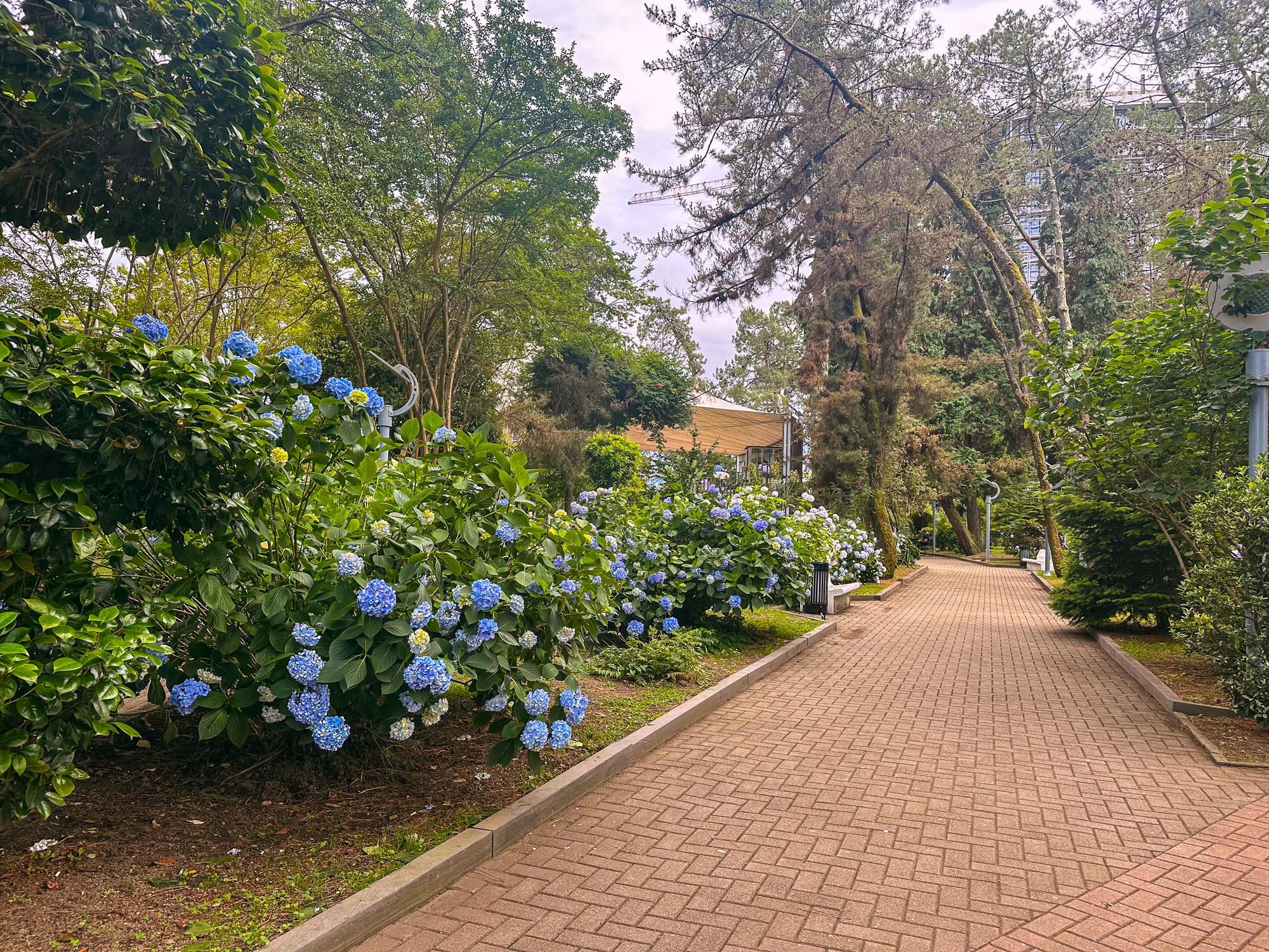 Gyorsan növő növények, amik pár éven belül eltakarják a belátást a szomszéd előtt 2