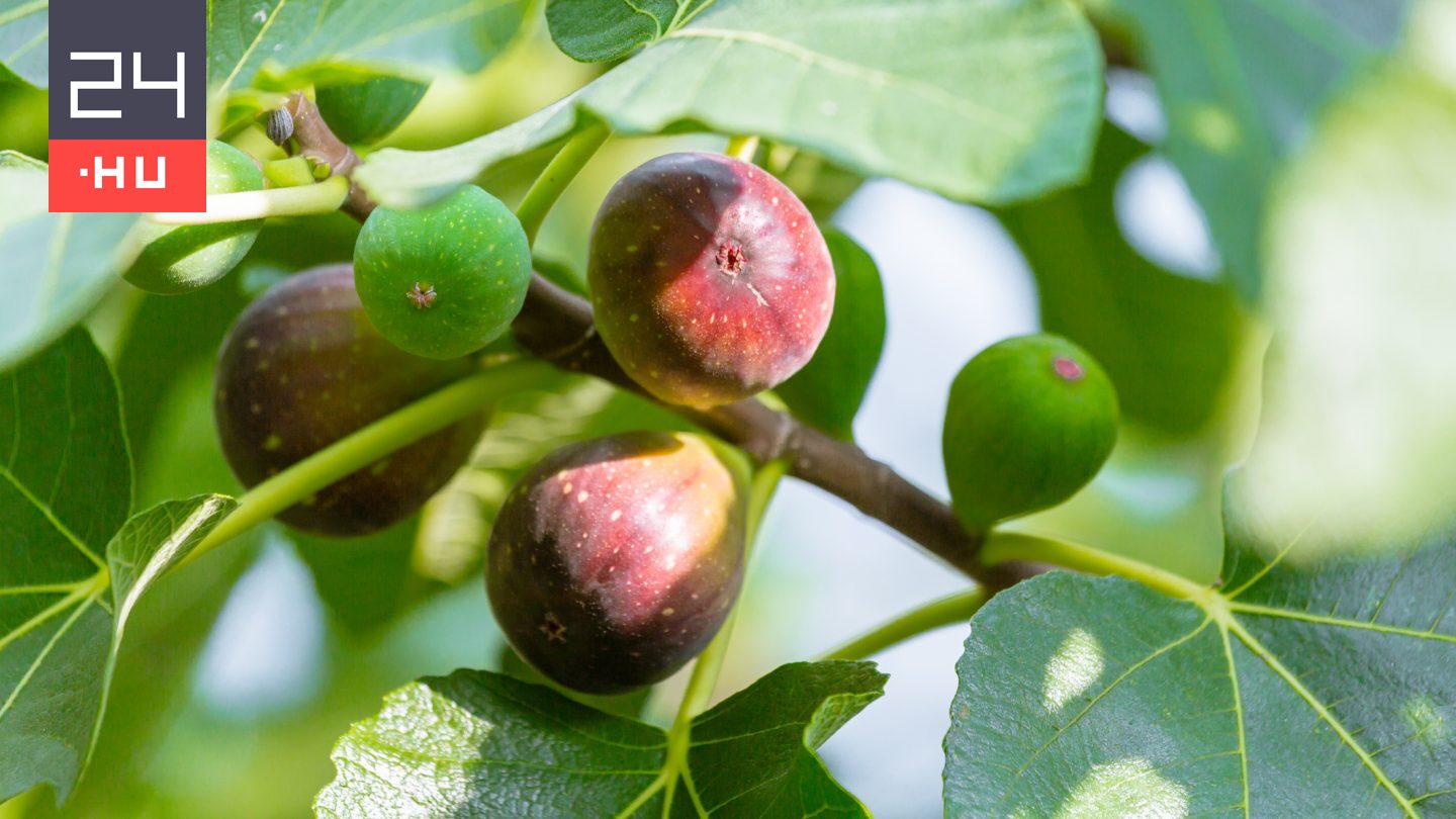 Így gondozd tavasszal a fügét, hogy ontsa nyáron a gyümölcsöt