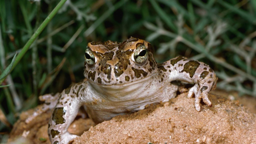 Ezek az állatok most csapdába eshetnek a pincékben