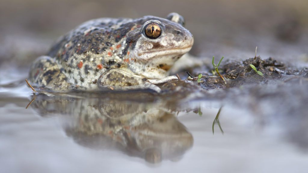 Indul a kétéltűek vándorlása, számos védett állat kerülhet veszélybe