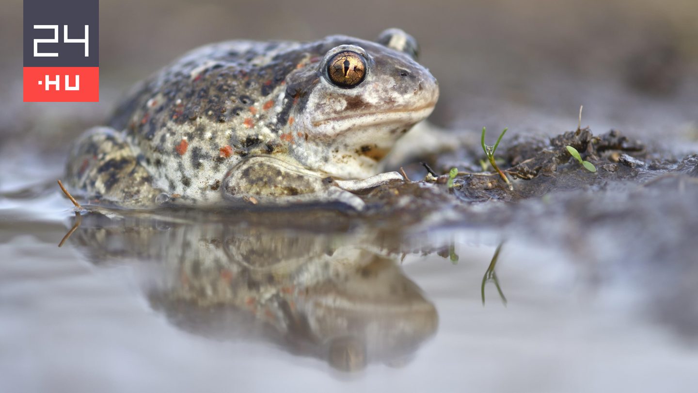 Indul a kétéltűek vándorlása, számos védett állat kerülhet veszélybe