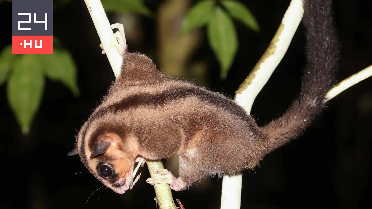 Több ezer éve kihaltnak hitt állatokat találtak Új-Guinea szigetén