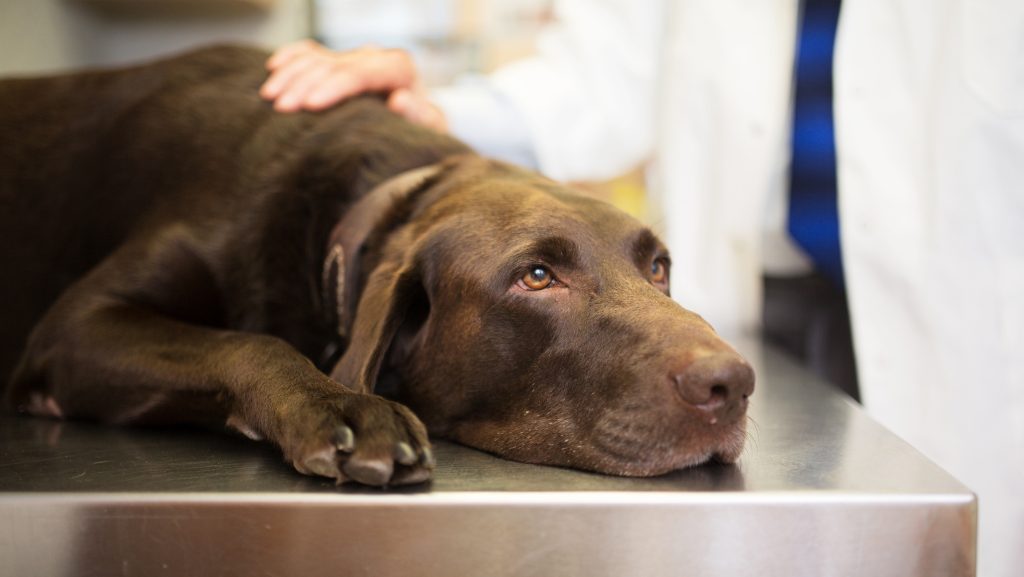 A ChatGPT-vel mentette meg a rákban szenvedő kutyáját egy ausztrál férfi