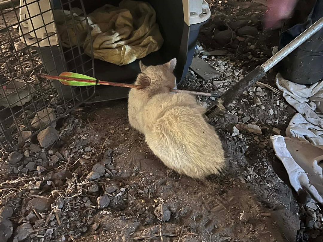 Nyíllal átlőtt cicát találtak Debrecenben