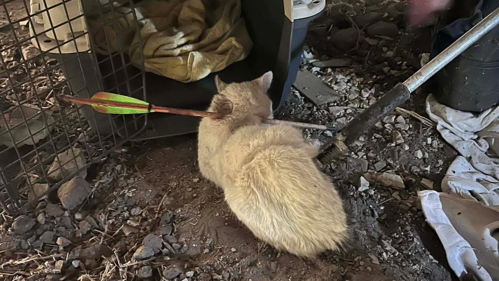 Nyíllal átlőtt cicát találtak Debrecenben