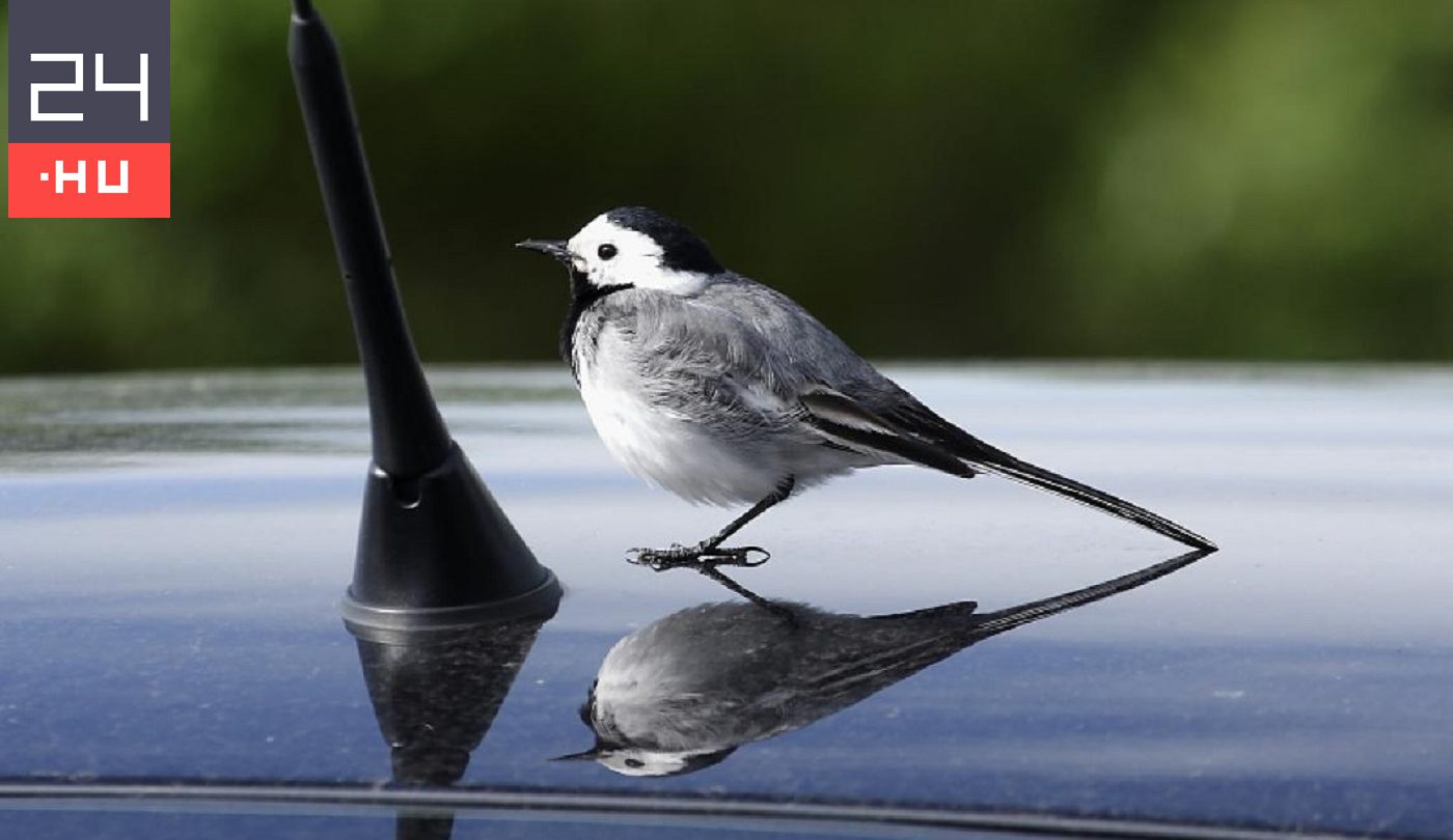 Megőrültek a magyarországi madarak, hogy autókra támadnak?