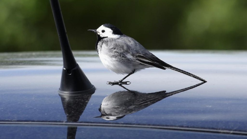 Megőrültek a magyarországi madarak, hogy autókra támadnak?