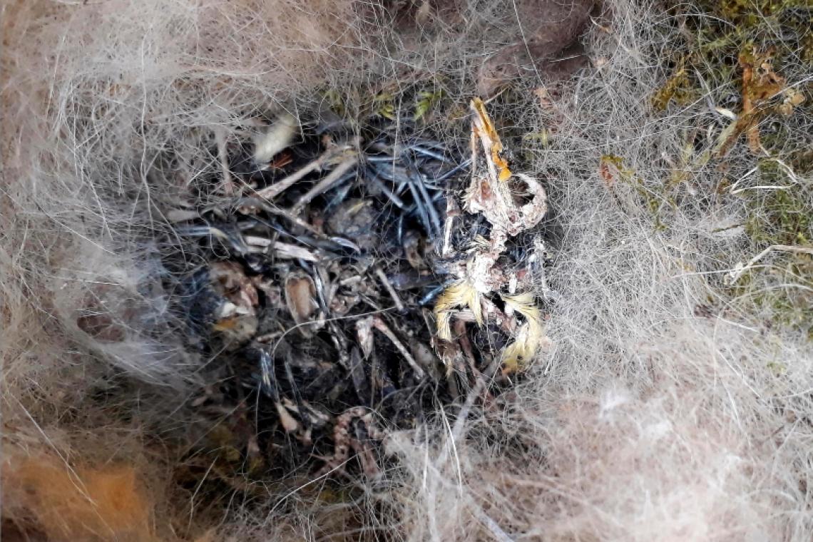 Napraforgóval etetett széncinege-fióka teteme.